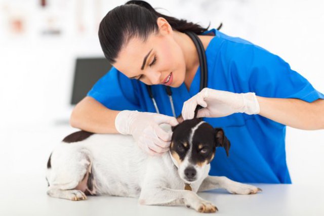 Οι Ευρωπαίοι κτηνίατροι μπορούν να απασχολούνται στην Ελλάδα σύμφωνα με το ΣτΕ